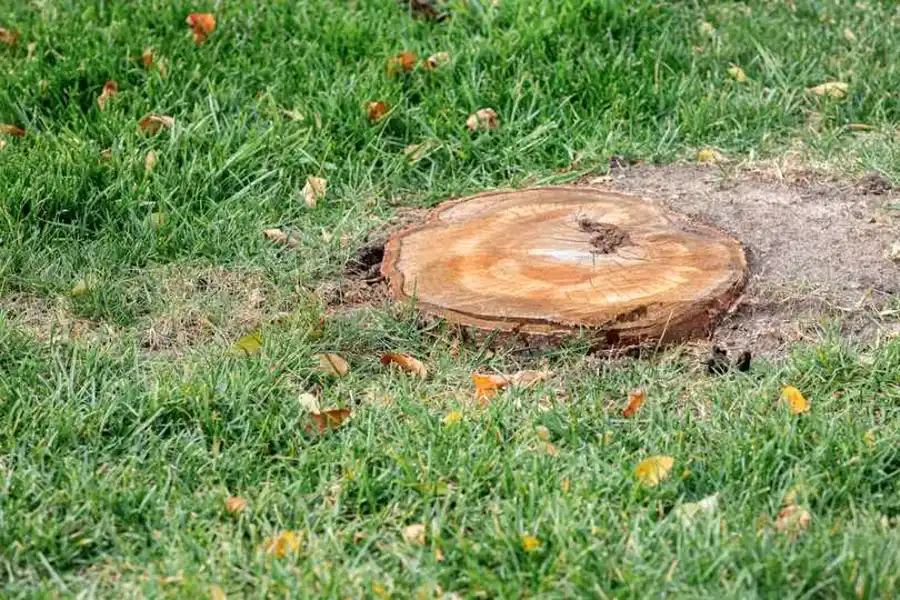 Affordable Stump Grinding Walker, LA