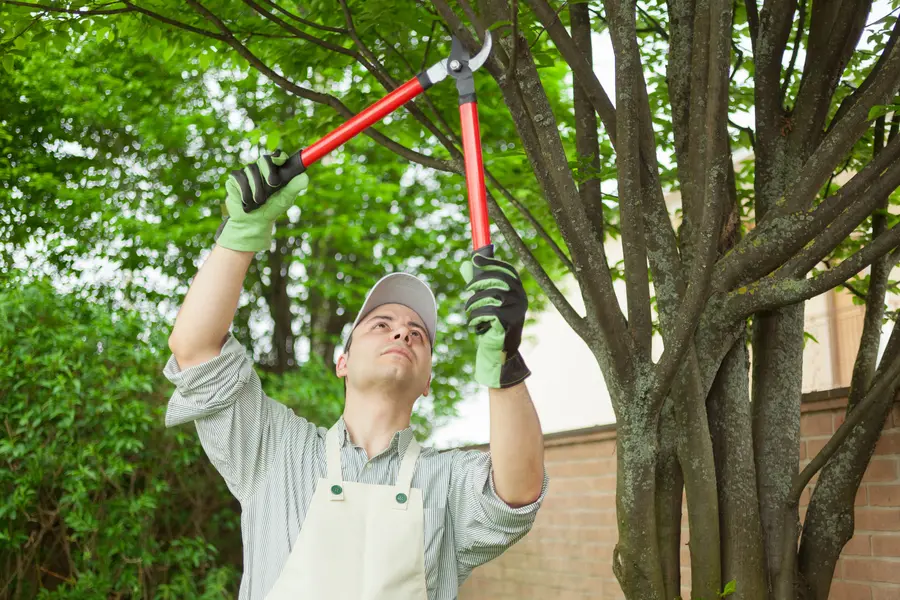 Excellent Tree Maintenance Walker, LA
