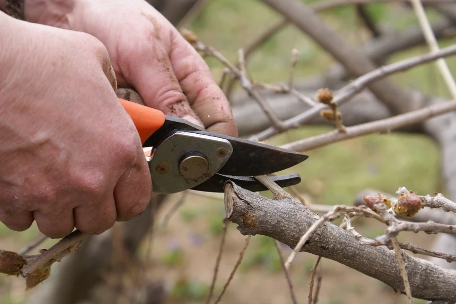 Experienced Tree Maintenance Walker, LA