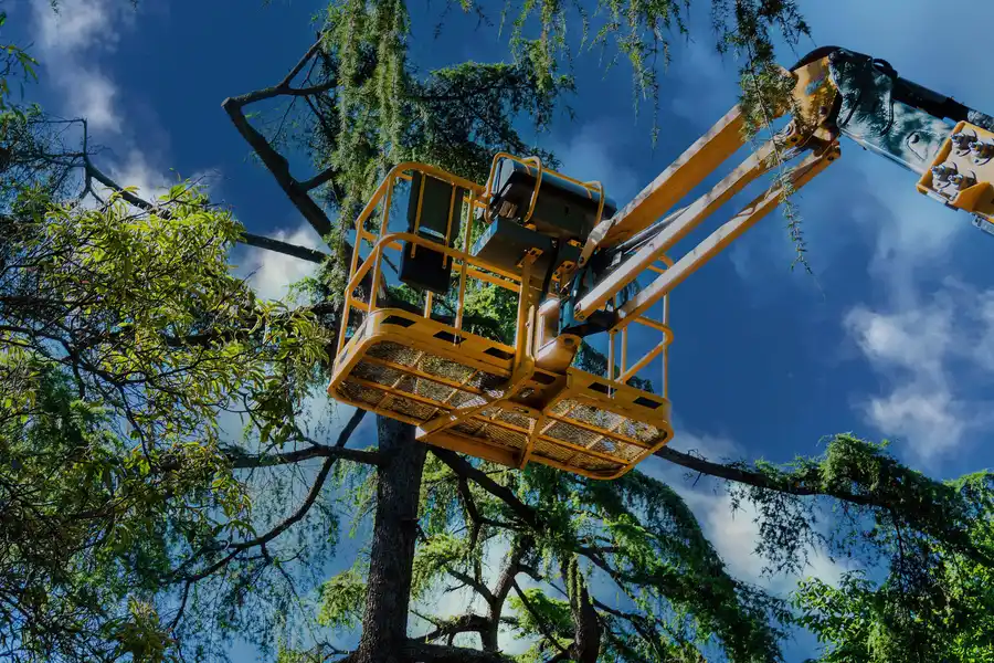 Expert Tree Maintenance Walker, LA