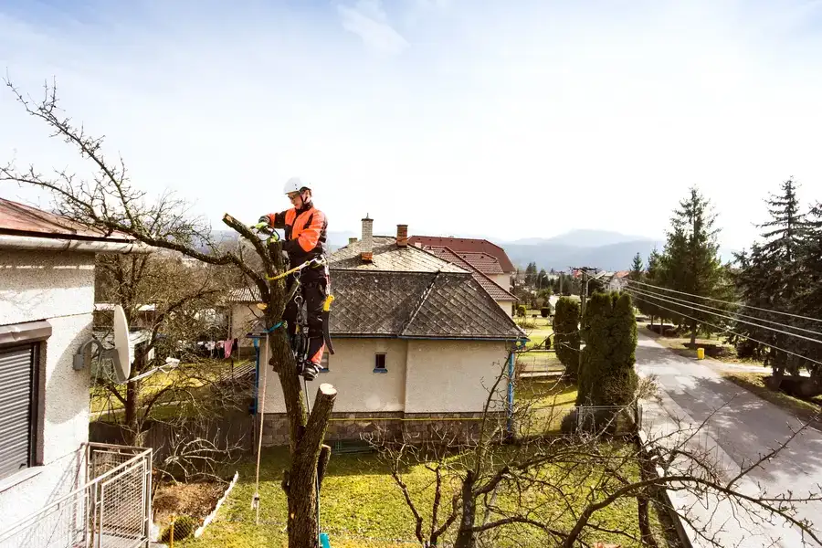 How Proper Tree Maintenance Prevents Storm Damage And Costly Repairs Walker, LA