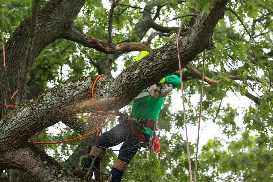 How Proper Tree Maintenance Prevents Storm Damage And Costly Repairs in Walker, LA