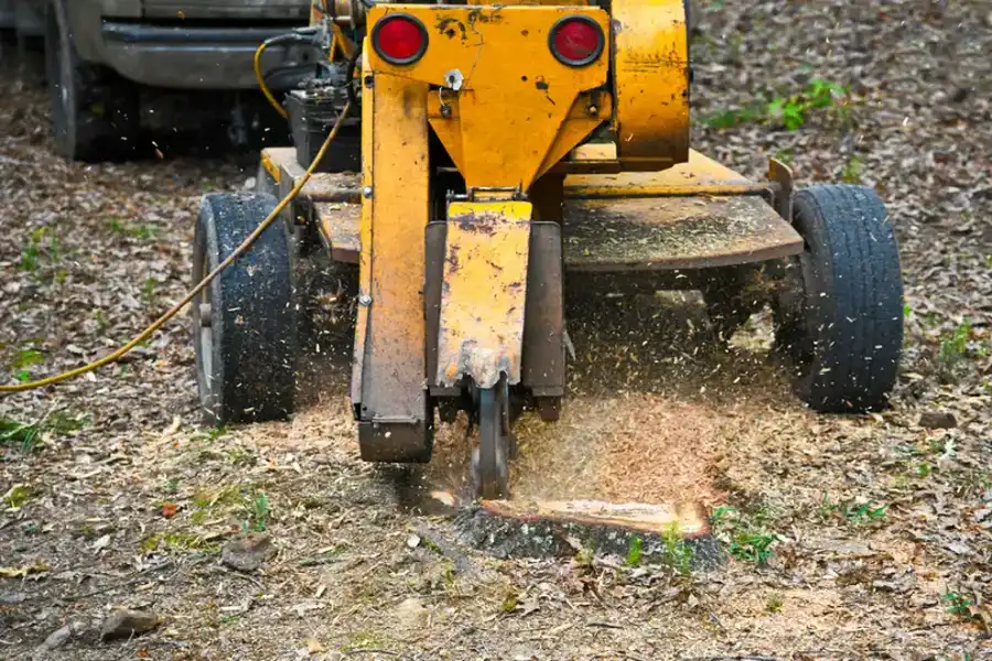 How Stump Grinding Prevents Pest Infestations And Root Regrowth Walker, LA How Stump Grinding Prevents Pest Infestations And Root Regrowth Walker, LA