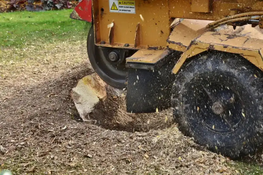 How Stump Grinding Prevents Pest Infestations And Root Regrowth in Walker, LA How Stump Grinding Prevents Pest Infestations And Root Regrowth in Walker, LA