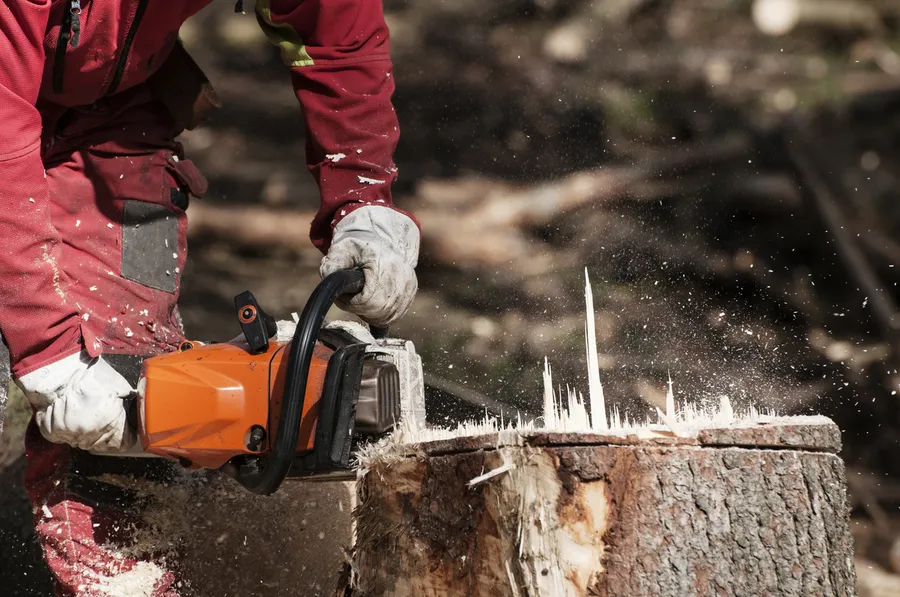 How Tree Cutting Can Improve Sunlight, Airflow, And Yard Health Walker, LA How Tree Cutting Can Improve Sunlight, Airflow, And Yard Health Walker, LA
