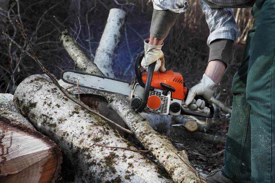 How Tree Cutting Can Improve Sunlight, Airflow, And Yard Health in Walker, LA How Tree Cutting Can Improve Sunlight, Airflow, And Yard Health in Walker, LA