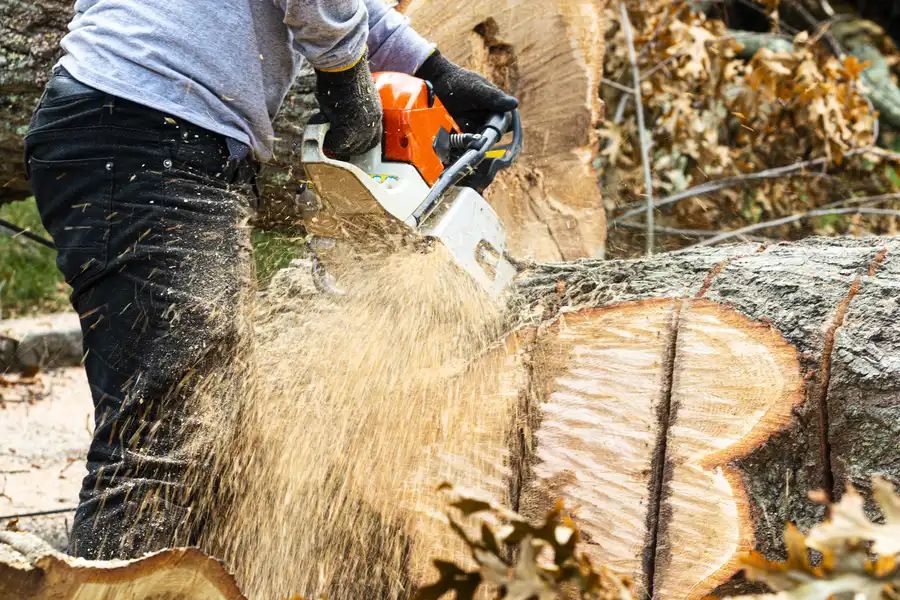 How Tree Stump Removal Improves Landscaping And Curb Appeal Walker, LA