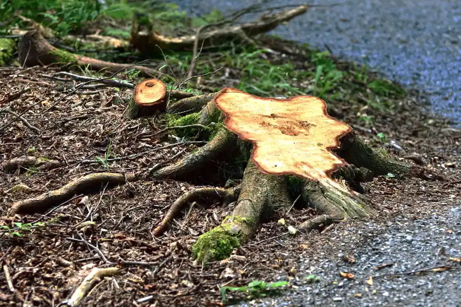 How Tree Stump Removal Improves Landscaping And Curb Appeal in Walker, LA