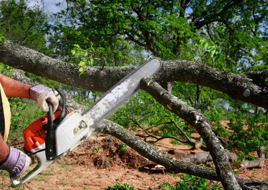 Independent Arborist's Other Services