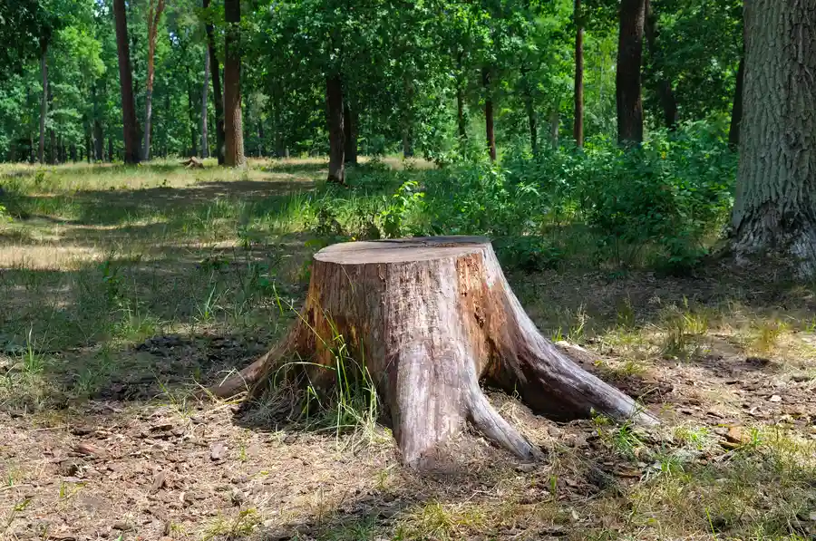Local Tree Stump Removal Walker, LA Local Tree Stump Removal Walker, LA