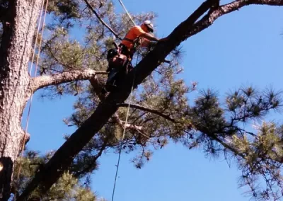 Professional Tree Arborist