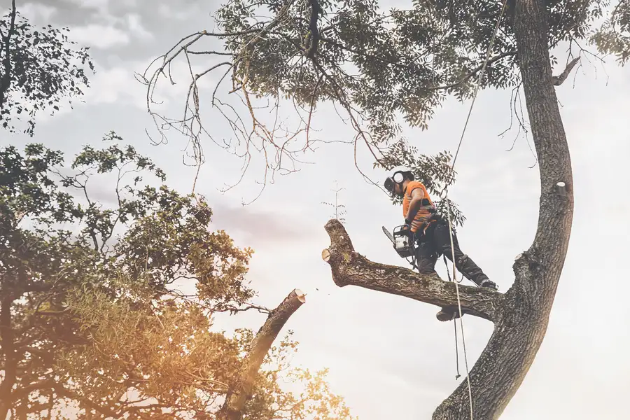 Professional Tree Cutting Walker, LA Professional Tree Cutting Walker, LA