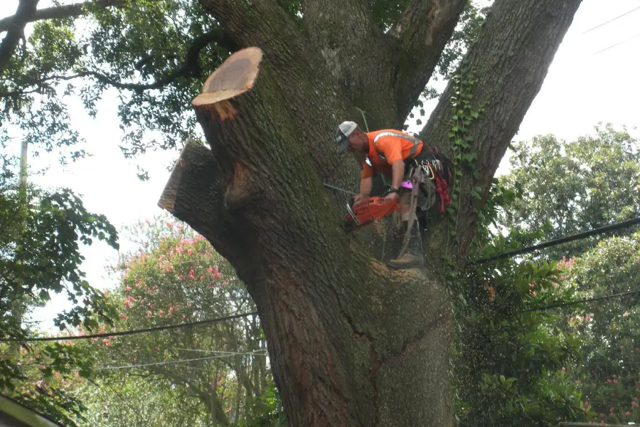 Professional Tree Removal in Walker, LA