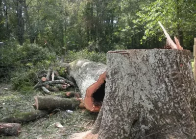 Reliable Arborist