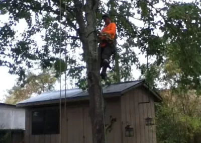 Reliable Arborist
