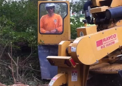 Reliable Arborist
