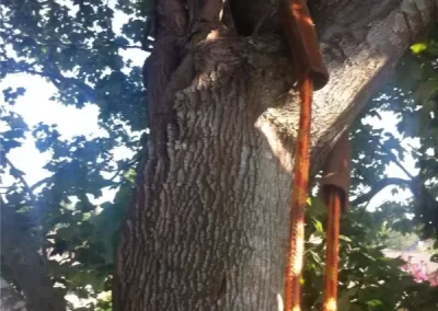 Reliable Arborist