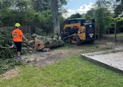 Reliable Arborist