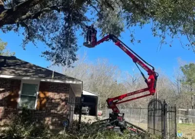 Reliable Arborist