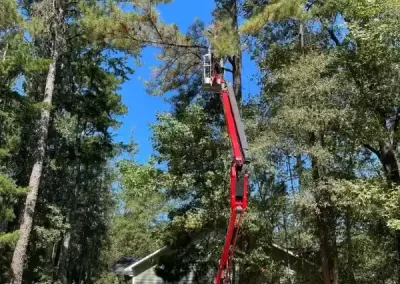 Reliable Arborist