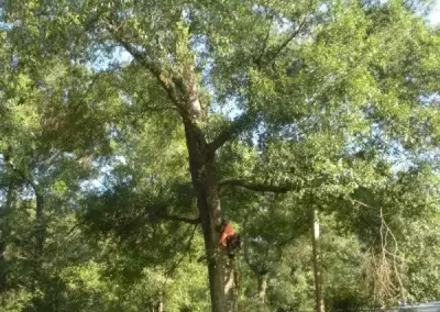 Reliable Arborist