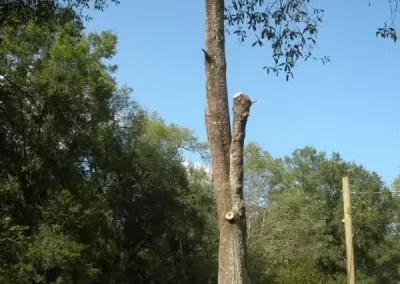Reliable Arborist
