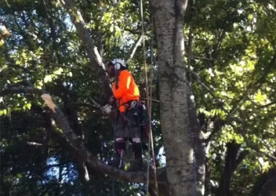 Reliable Arborist