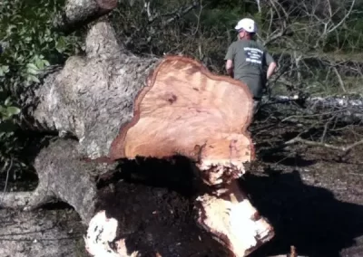 Reliable Arborist