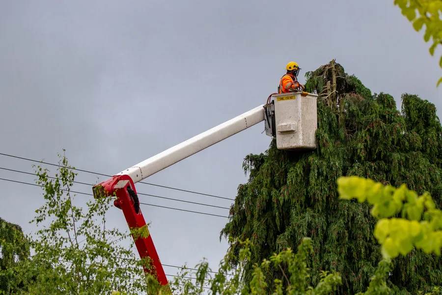 Seasonal Tree Maintenance Checklist For Healthy Trees Year Round Walker, LA