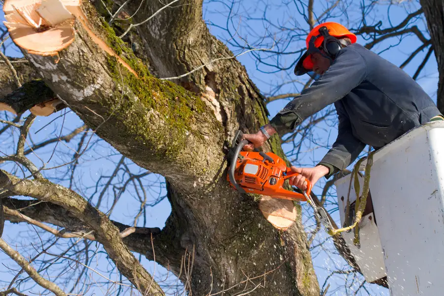 Seasonal Tree Maintenance Checklist For Healthy Trees Year Round in Walker, LA