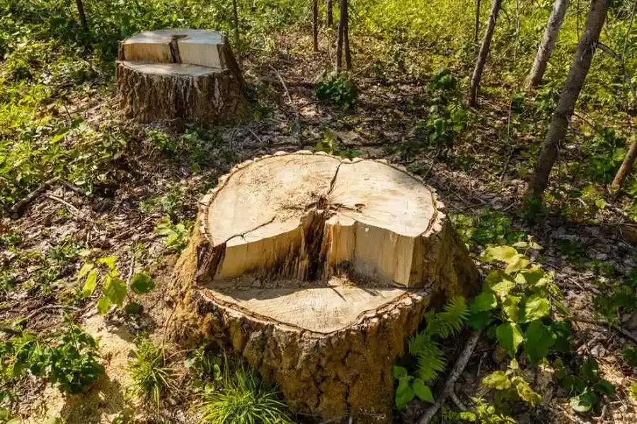 Superior Stump Grinding Walker, LA