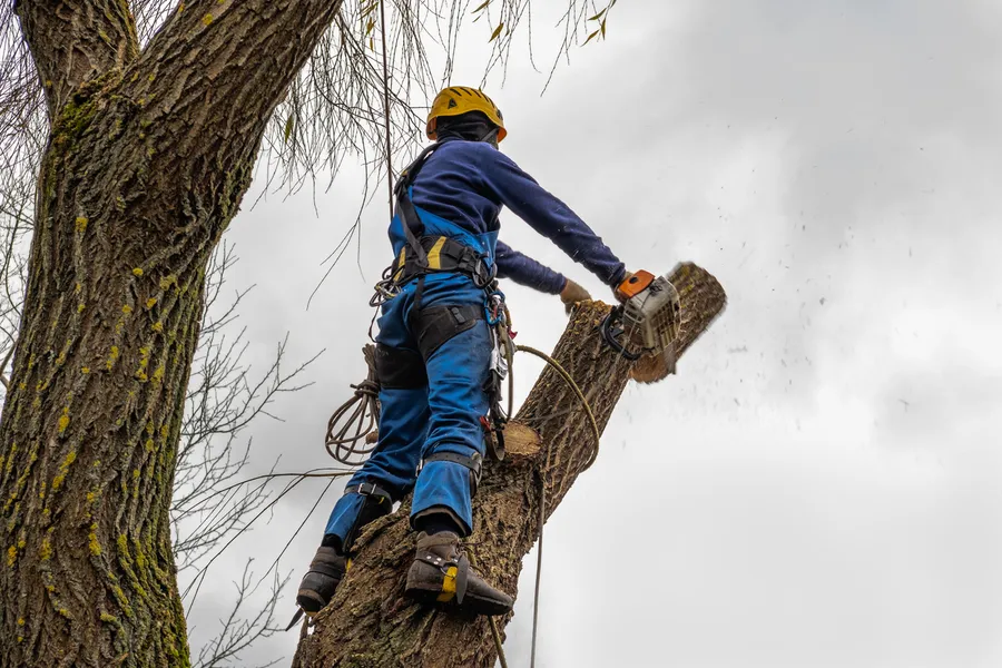 Top-rated Tree Cutting Walker, LA Top-rated Tree Cutting Walker, LA