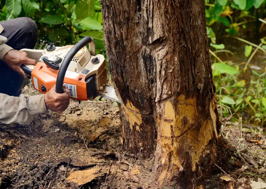 Tree Cutting
