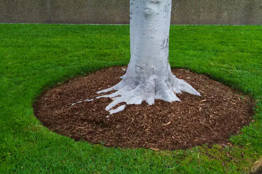 Tree Maintenance