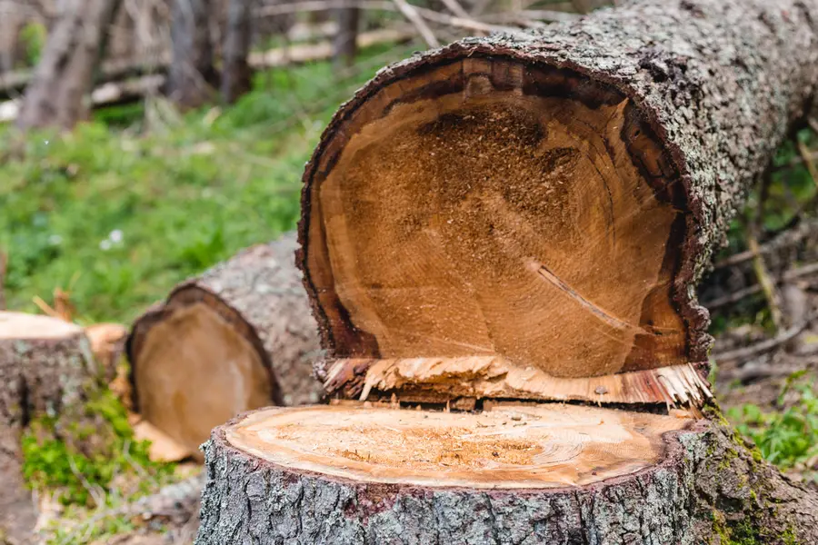 Why Hiring Professionals Matters For Tree Cutting Safety in Walker, LA Why Hiring Professionals Matters For Tree Cutting Safety in Walker, LA