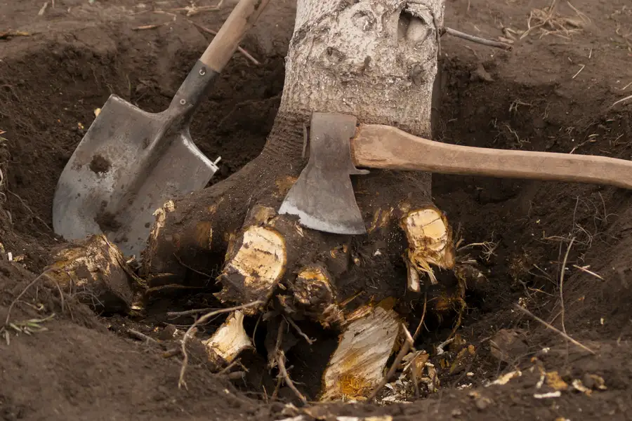 Why Tree Stump Removal Is Essential For A Safe And Clean Property Walker, LA