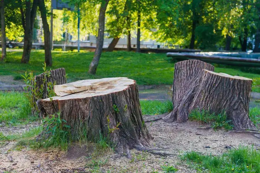 Local Tree Stump Removal Walker, LA Local Tree Stump Removal Walker, LA